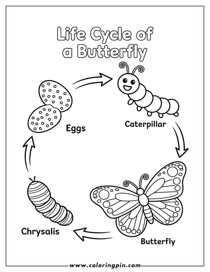 Line art illustration of a butterfly's life cycle. It depicts eggs, a caterpillar, a chrysalis, and finally a butterfly. The image is in a simple, kid-friendly coloring sheet style.
