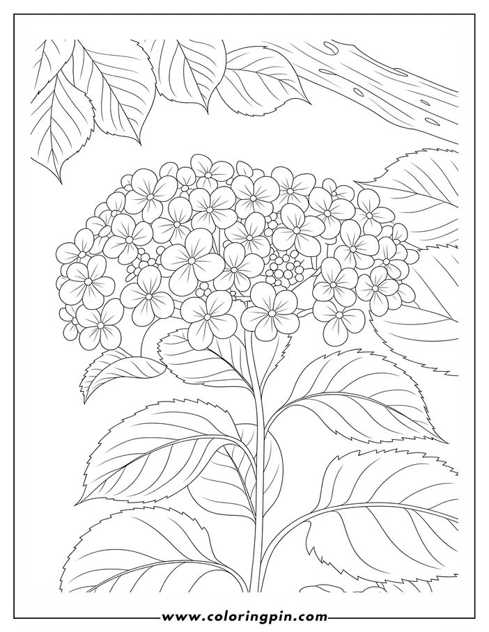Outline of a hydrangea plant with a large flower head and detailed leaves.