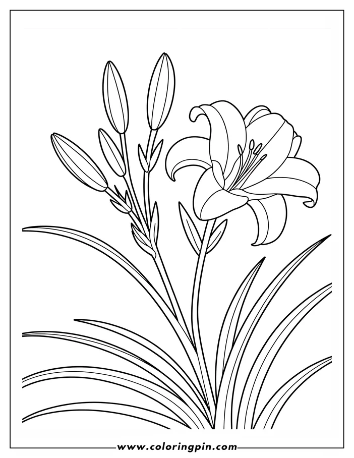 Outline of a lily with buds and leaves