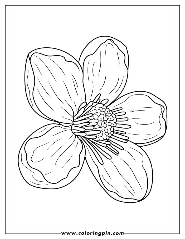 Outline of a simple flower with detailed center and rounded petals.