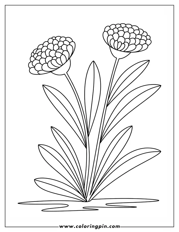 Two flowers with rounded petals and long stems. Multiple elongated leaves extend from the base.