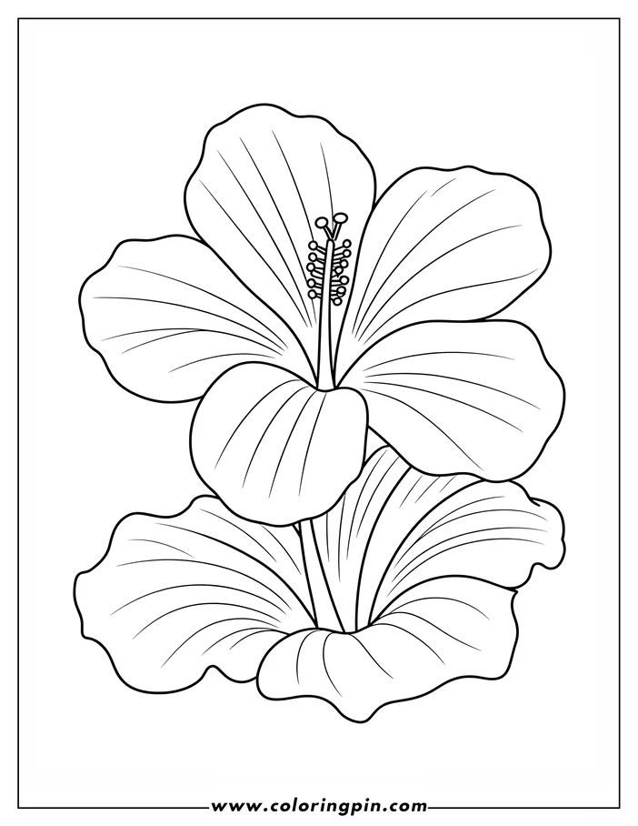 Line art of a hibiscus flower with five large petals and a prominent style.