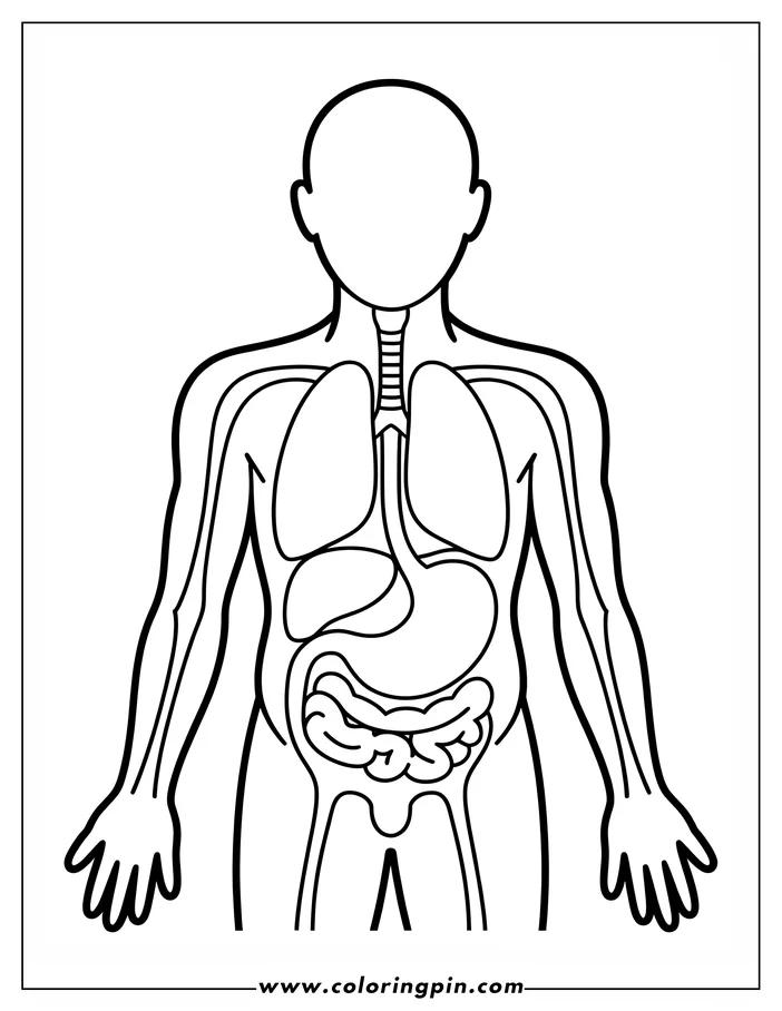Outline of a human body showing internal organs like lungs, stomach, and intestines. Educational and suitable for coloring.