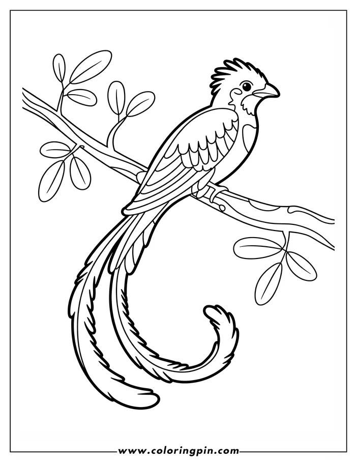 Line art of a motmot perched on a branch. The motmot has a distinctive crest and long tail feathers that curl at the ends. Simple leaves grow from the branch.