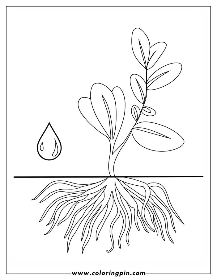 Outline of a young plant with visible roots and a water droplet