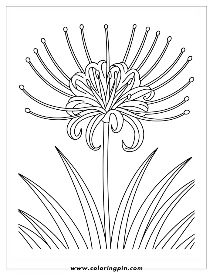 Line art of a spider lily with prominent stamens and long leaves.